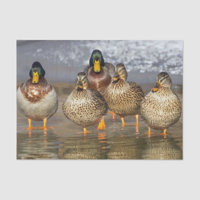 Papel De Seda Foto de Wildlife Mallard Ducks (Anverso)