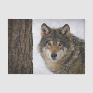 Papel De Seda Foto del árbol de nieve lobo