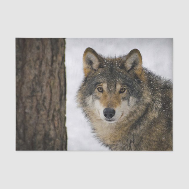 Papel De Seda Foto del árbol de nieve lobo (Anverso)