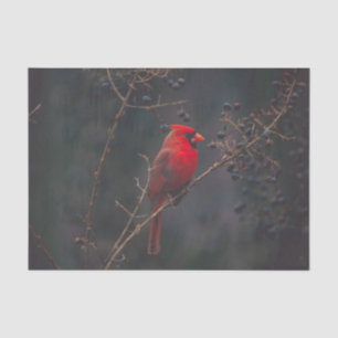Papel De Seda Foto del Cardenal Rojo de Vida Silvestre