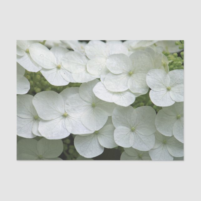 Papel De Seda Foto floral de Hydrangea blanca en bonito (Anverso)
