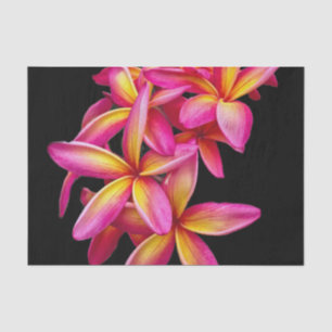 Papel De Seda Foto floral de Plumeria Rosa bonito