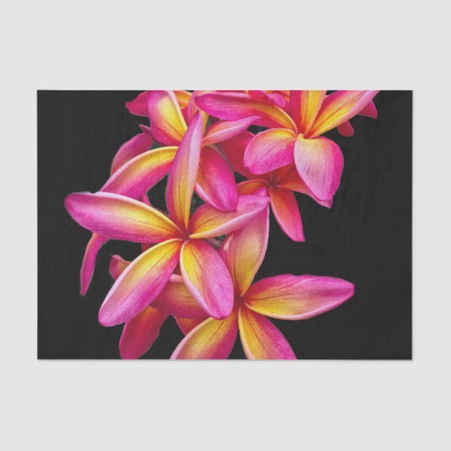 Papel De Seda Foto floral de Plumeria Rosa bonito (Anverso)