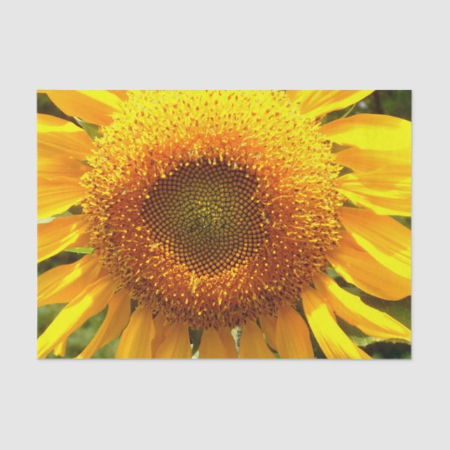 Papel De Seda Foto gigante de girasol de mamut amarillo (Anverso)
