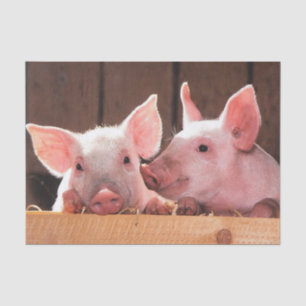 Papel De Seda Fotografía animal de lechones rosados