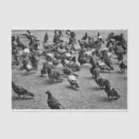 Fotografía blanco y negro de muchas palomas