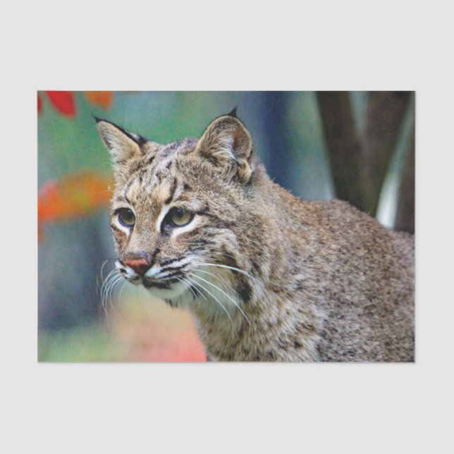 Papel De Seda Fotografía de Bobcat Vida silvestre (Anverso)