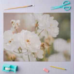 Papel De Seda Fotografía de cerca de hermosas rosas Korbin blanc
