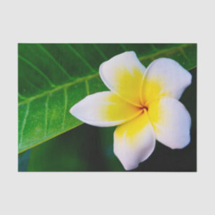 Papel De Seda Fotografía de Flor de Plumeria