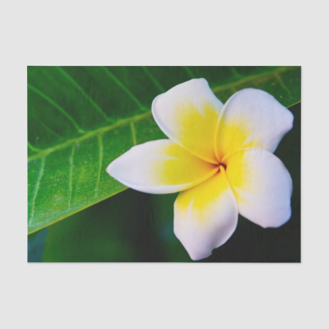 Papel De Seda Fotografía de Flor de Plumeria (Anverso)