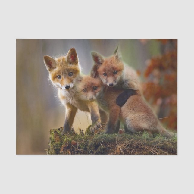 Papel De Seda Fotografía de Fox Kits (Anverso)