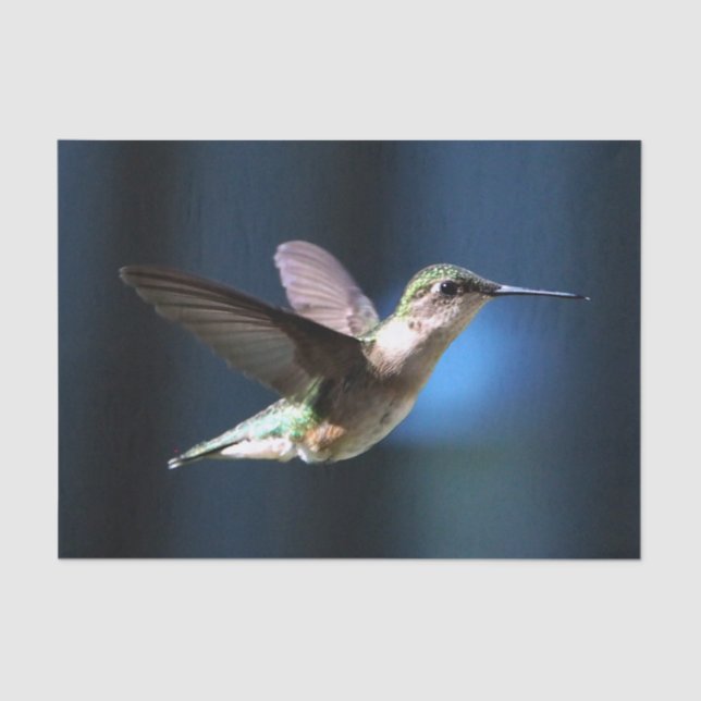Papel De Seda Fotografía de Hummingbird (Anverso)