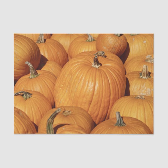 Papel De Seda Fotografía de la cosecha de calabazas (Anverso)