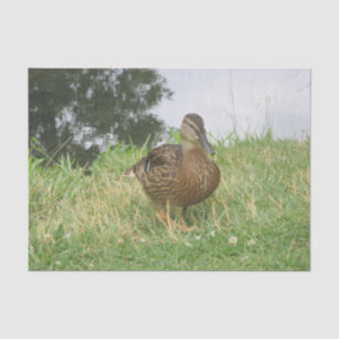 Papel De Seda Fotografía de la naturaleza femenina de pack Malla