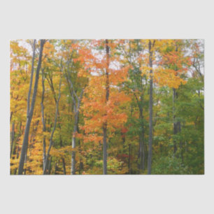 Papel De Seda Fotografía de la naturaleza otoñal en árboles de a