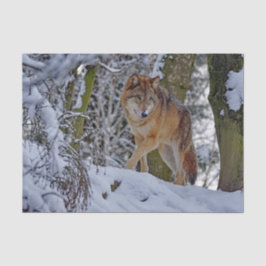 Papel De Seda Fotografía de la nieve del lobo salvaje