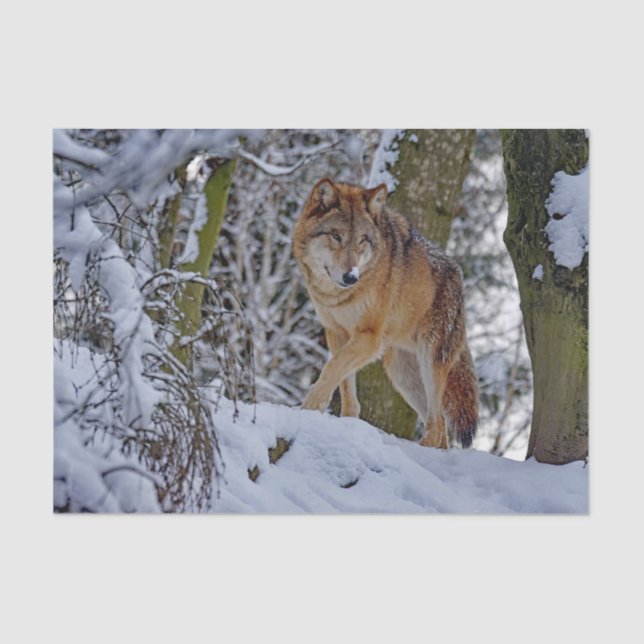 Papel De Seda Fotografía de la nieve del lobo salvaje (Anverso)
