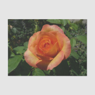 Papel De Seda Fotografía de Peach Rosa Naranja Floral