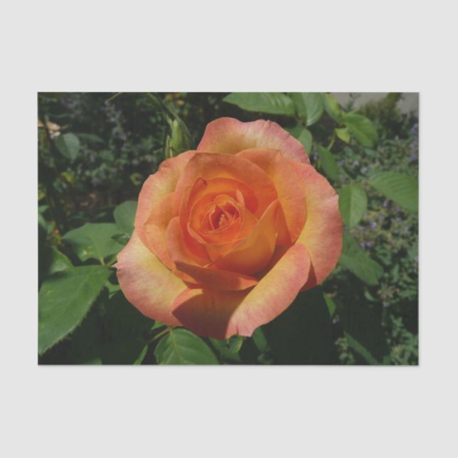 Papel De Seda Fotografía de Peach Rosa Naranja Floral (Anverso)