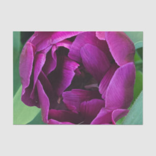 Papel De Seda Fotografía de tulipán púrpura profundo