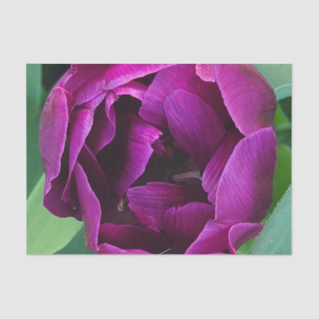 Papel De Seda Fotografía de tulipán púrpura profundo (Anverso)