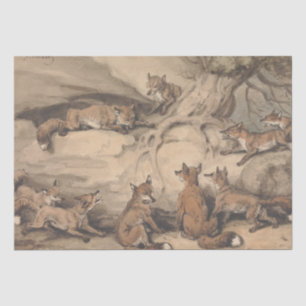 Papel De Seda Fox gris (Canis Virginianus)