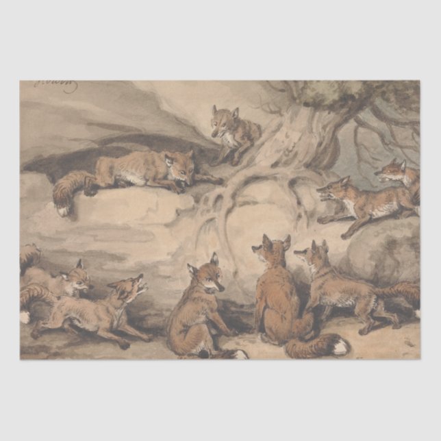 Papel De Seda Fox gris (Canis Virginianus) (Anverso)