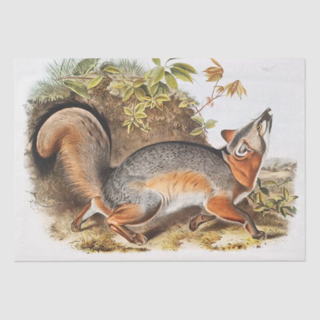 Papel De Seda Fox gris (Canis Virginianus) (Anverso)