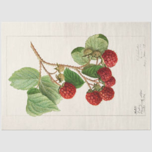 Papel De Seda Frambuesas rojas antiguas de Ellen Schutt