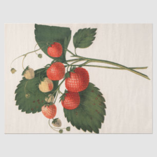 Papel De Seda Fresa de época