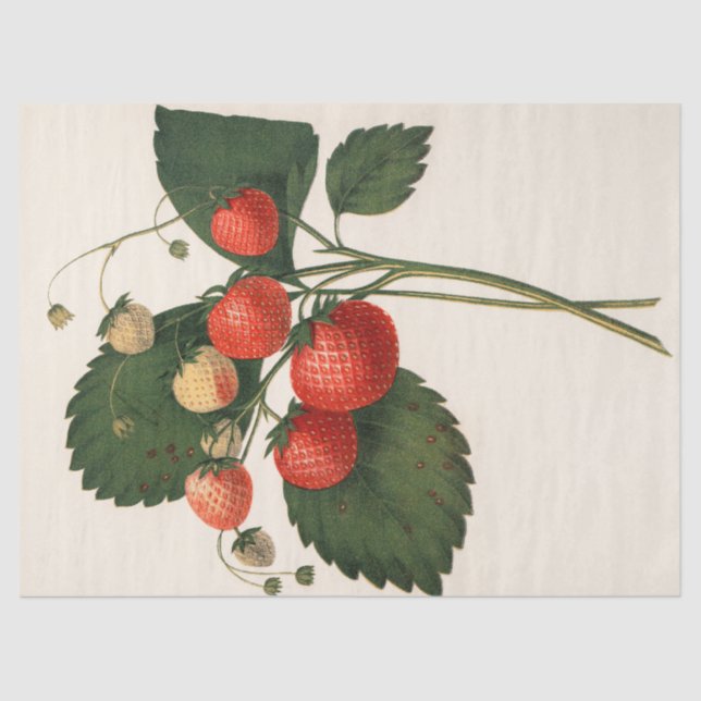 Papel De Seda Fresa de época (Anverso)