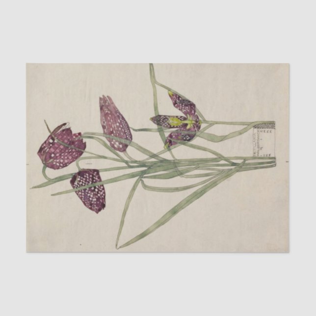 Papel De Seda Fritillaria por Charles Mackintosh (Anverso)