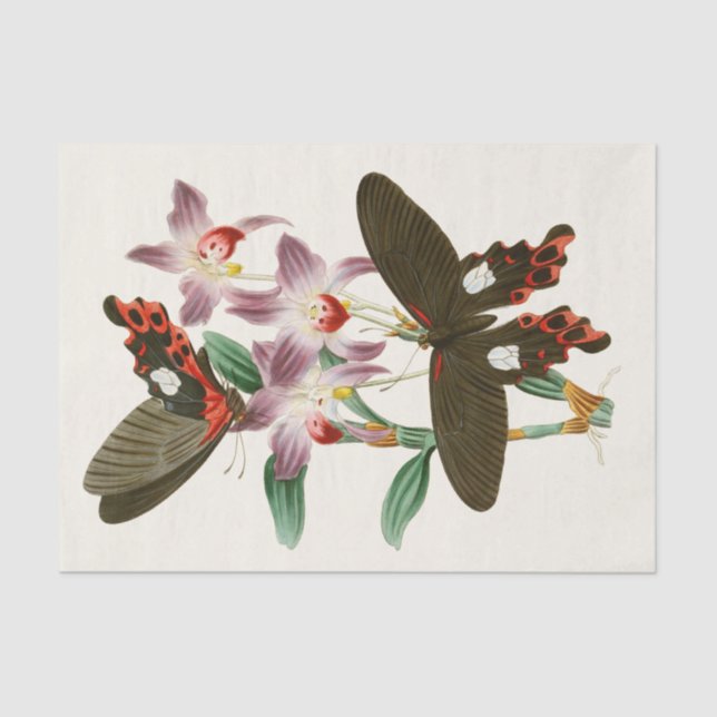 Papel De Seda Gabinete de Entomología Oriental Pl III (Anverso)