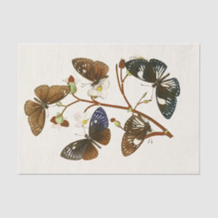 Papel De Seda Gabinete de Entomología Oriental Pl X