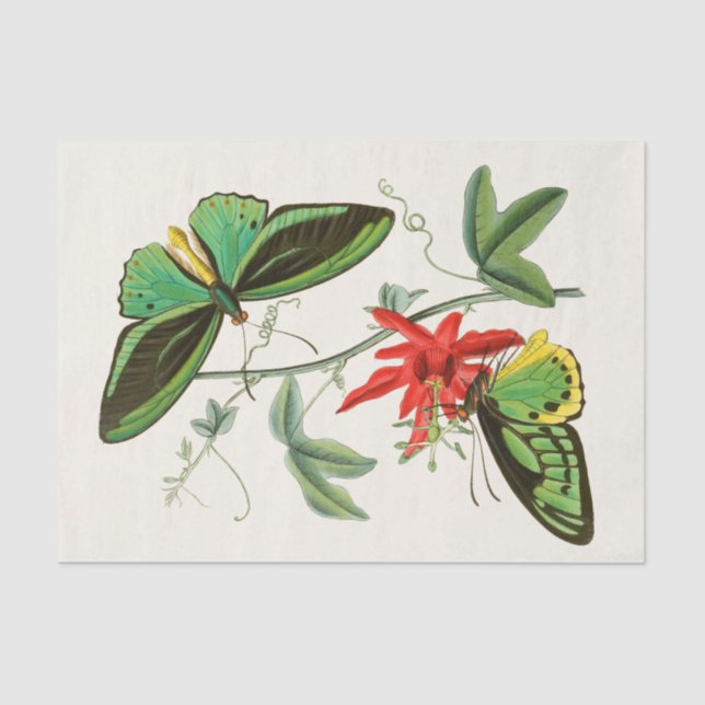 Papel De Seda Gabinete de Entomología Oriental Pl XII (Anverso)