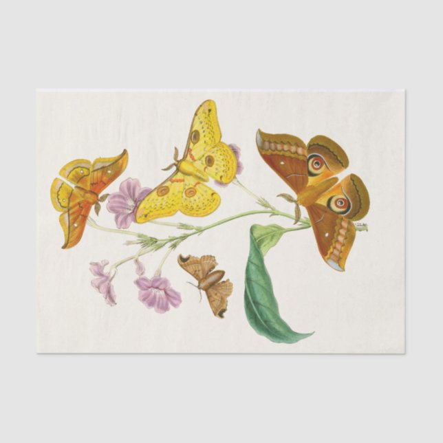 Papel De Seda Gabinete de Entomología Oriental Pl XIII (Anverso)