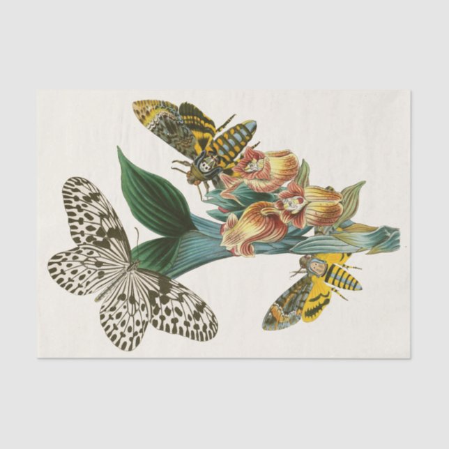 Papel De Seda Gabinete de Entomología Oriental Pl XLI (Anverso)