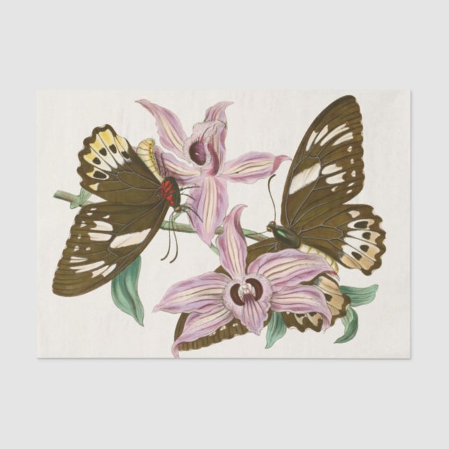 Papel De Seda Gabinete de Entomología Oriental Pl XV (Anverso)