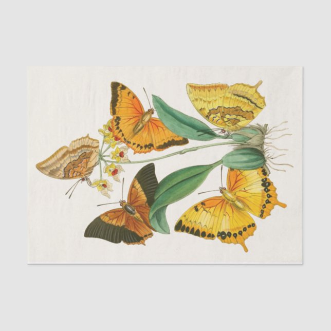 Papel De Seda Gabinete de Entomología Oriental Pl XXII (Anverso)