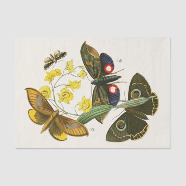 Papel De Seda Gabinete de Entomología Oriental Pl XXIX (Anverso)