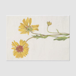 Papel De Seda Gaillardia perenne por Mary Vaux Walcott