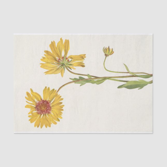 Papel De Seda Gaillardia perenne por Mary Vaux Walcott (Anverso)