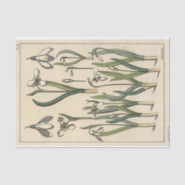 Papel De Seda Galanthus, Botánica Serie de Eugene Grasset
