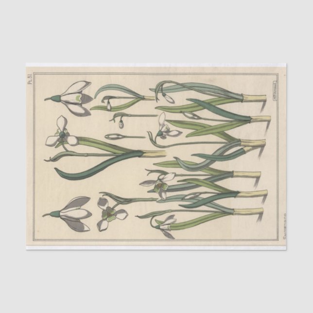 Papel De Seda Galanthus, Botánica Serie de Eugene Grasset (Anverso)
