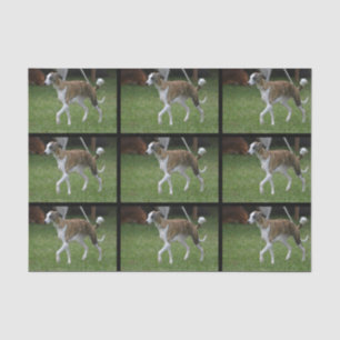 Papel De Seda Galgo lindo