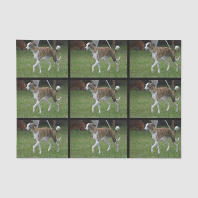 Papel De Seda Galgo lindo (Anverso)