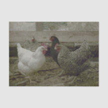 Gallo de campo de granja antiguo vintage