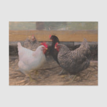 Gallo de granja de campo vintage