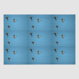 Papel De Seda Ganso canadiense en vuelo