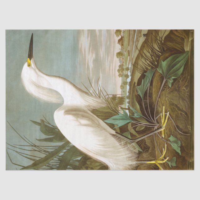 Papel De Seda Garza blanca por John James Audubon (Anverso)